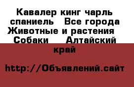 Кавалер кинг чарль спаниель - Все города Животные и растения » Собаки   . Алтайский край